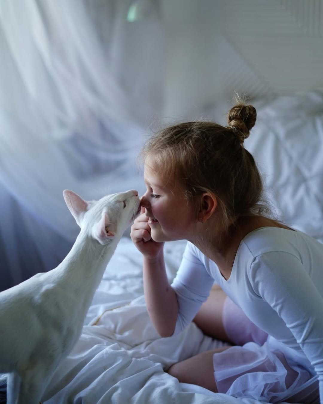 Ethical Oriental Shorthair Breeding